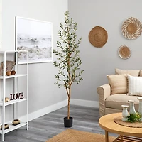 6.8ft. Potted Olive Tree