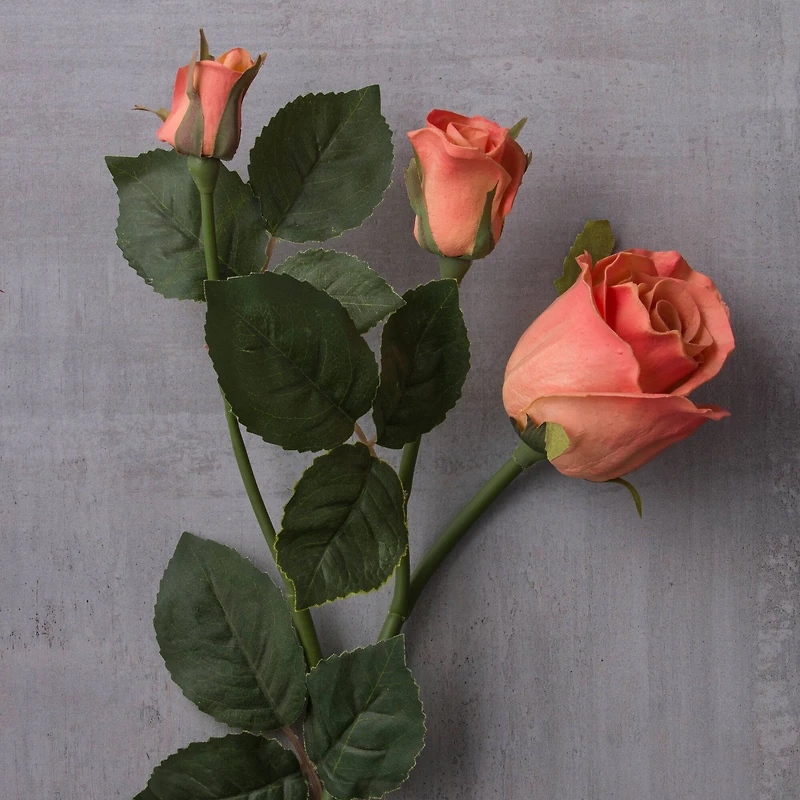 6 Pack: Rose Spray by Ashland