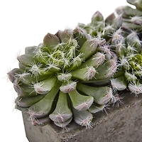 13.5" Succulent Garden with Textured Concrete Planter