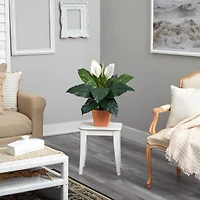 2ft. Peace Lily Plant in Terra Cotta Planter