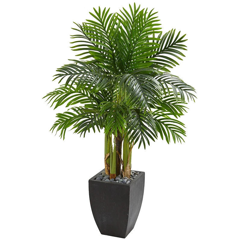 5ft. Kentia Palm Tree in Black Planter