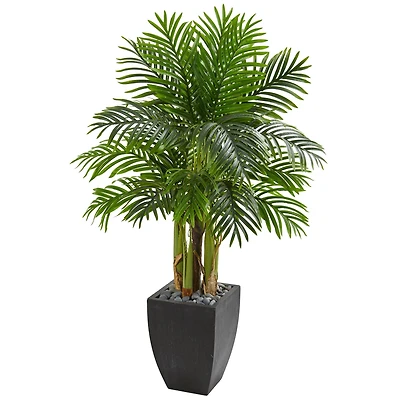 5ft. Kentia Palm Tree in Black Planter