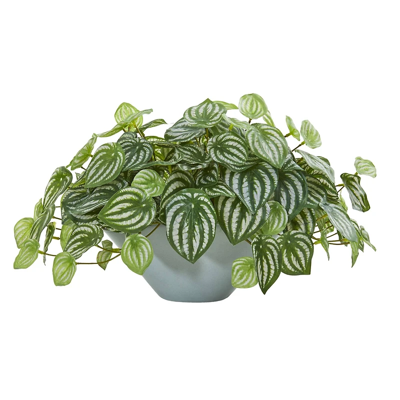 19" Watermelon Peperomia Plant in Green Vase