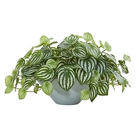 19" Watermelon Peperomia Plant in Green Vase