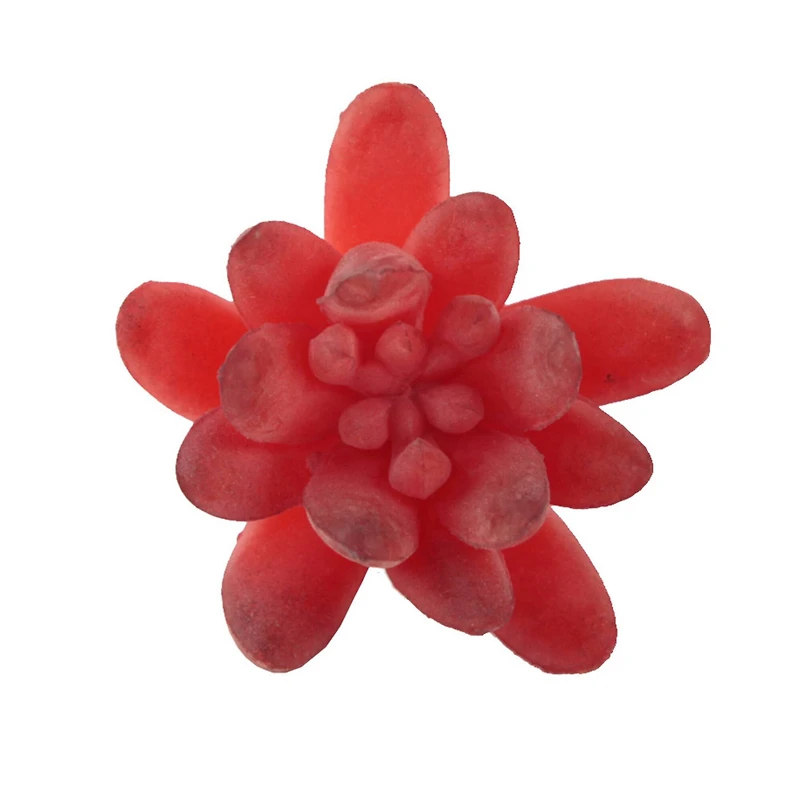 Flora Bunda® Red Small Little Gem Succulent Pick, 12ct.
