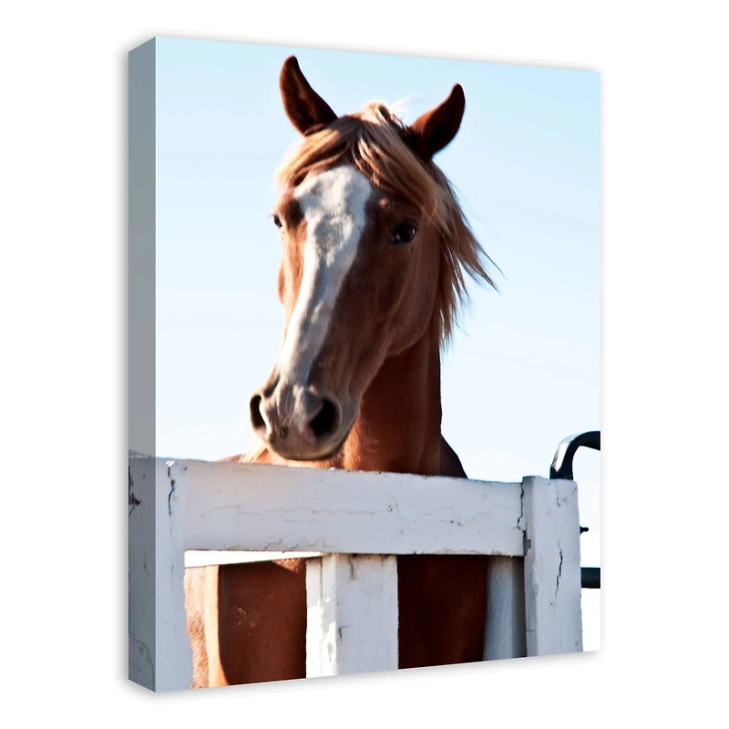 Curious Horse 18" x 24" Canvas Wall Art