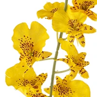 12 Pack: Yellow Dancing Orchid by Ashland®