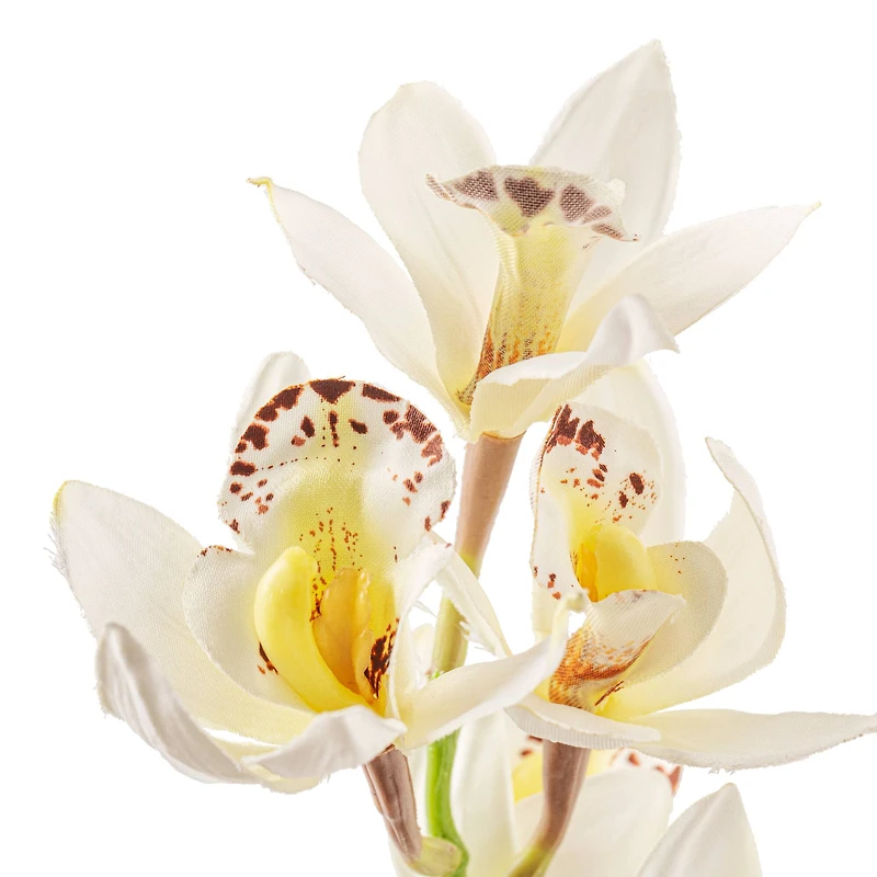 8 Pack: Cream Boat Orchid Stem by Ashland®
