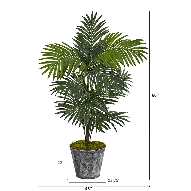 5ft. Kentia Palm Tree in Decorative Tin Bucket