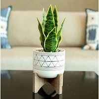 Flora Bunda 5" White & Black Geo Planter With Wood Stand