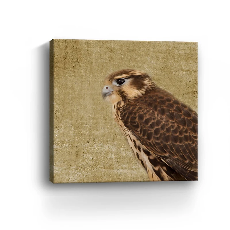 Falcon II Canvas Giclee