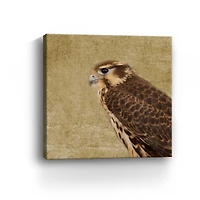 Falcon II Canvas Giclee