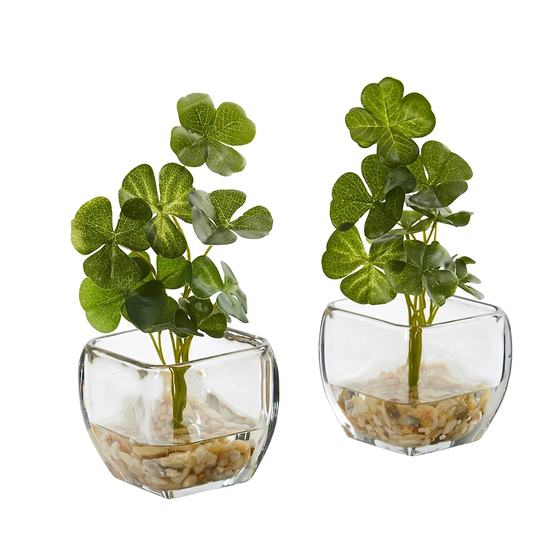 9" Clover Plant in Glass Planter, 2ct.