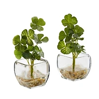 9" Clover Plant in Glass Planter, 2ct.