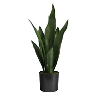 22" Potted Snake Plant