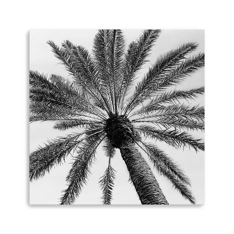 Skyward Palm Canvas Giclee
