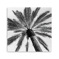 Skyward Palm Canvas Giclee