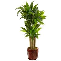 4.5ft. Cornstalk Dracaena in Wooden Planter