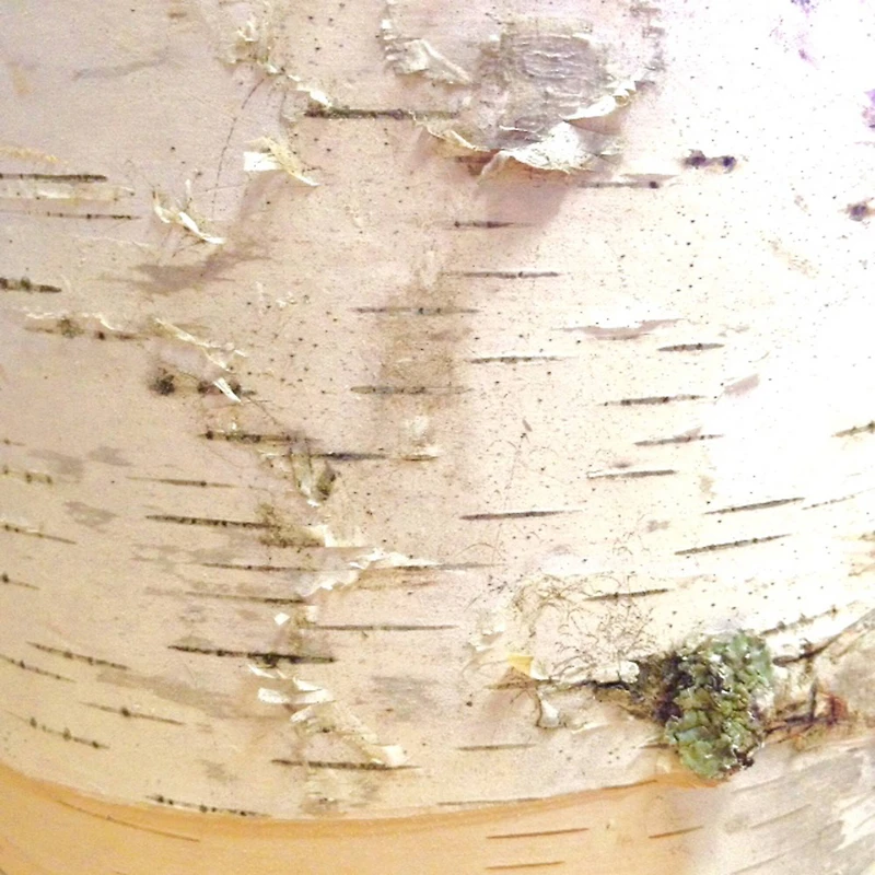 Wilson® Enterprises 11" Thick Birch Rounds, 4ct.