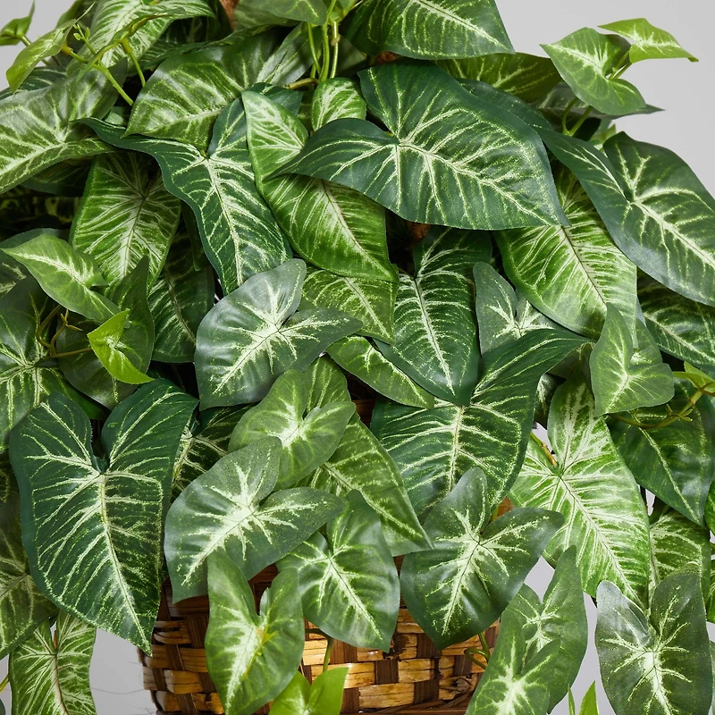 2ft. Arrowhead Plant Hanging Basket