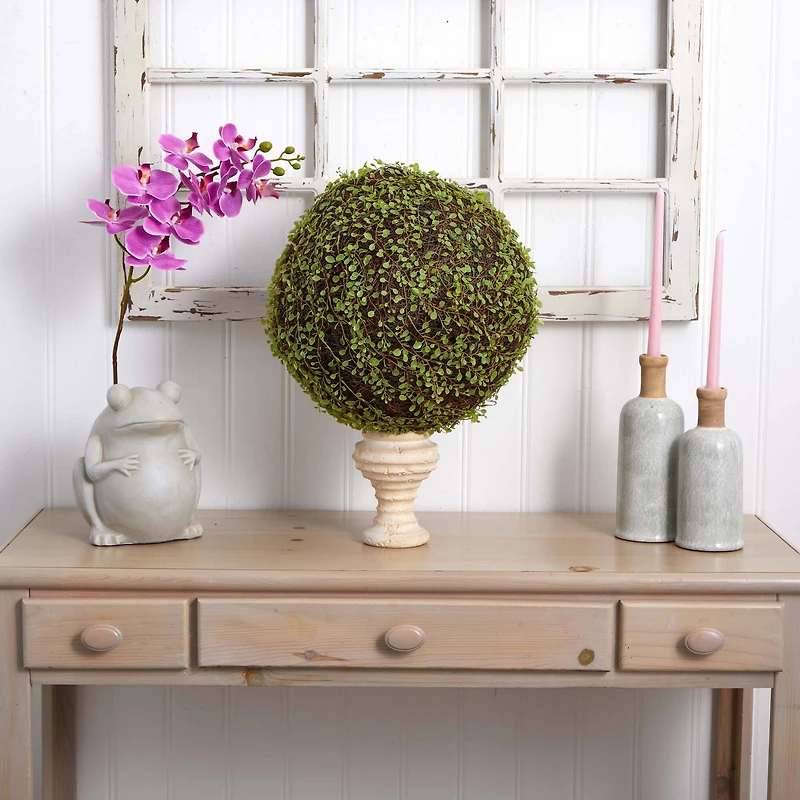 2.5ft. Mohlenbechia Ball in Black Tower Vase