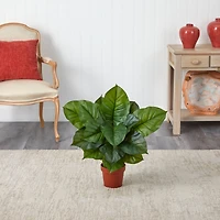 2.25ft. Potted Large Leaf Philodendron Plant