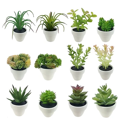 Assorted Micro Premade Succulent, 1pc. by Ashland®