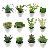 Assorted Micro Premade Succulent, 1pc. by Ashland®