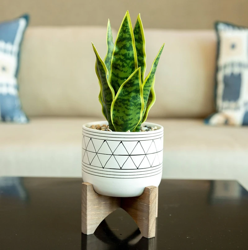 Flora Bunda® 12" Snake Plant In Ceramic On Stand