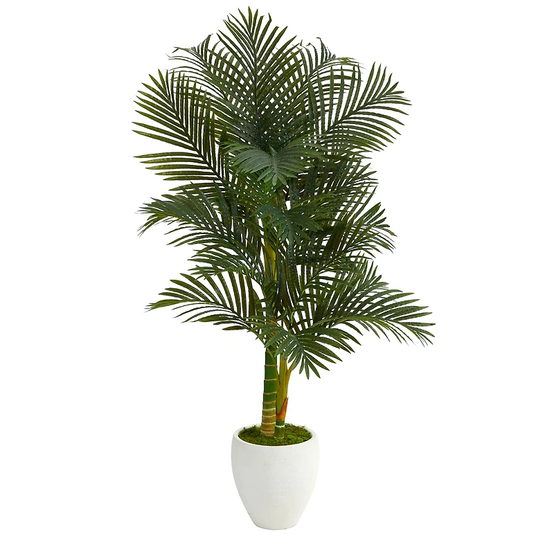 5ft. Paradise Palm Tree in White Planter