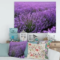 Designart - Blooming Purple Lavender Field