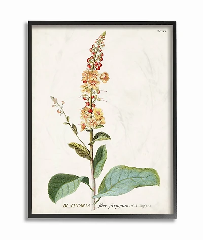 Stupell Industries Botanical Flower Framed Wall Art