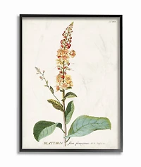 Stupell Industries Botanical Flower Framed Wall Art