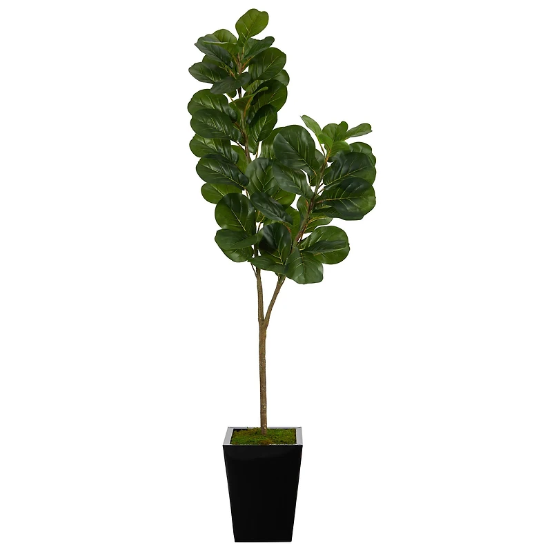 5.5ft. Fiddle Leaf Fig Tree in Black Metal Planter