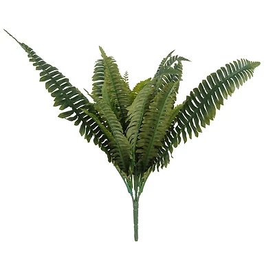 Boston Fern Bush Fern Collection by Ashland