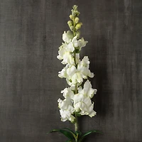 Cream Snapdragon Spray by Ashland®