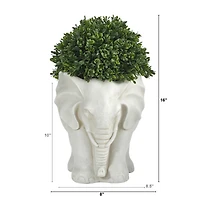 16" Boxwood Topiary Plant in Elephant Shaped Planter