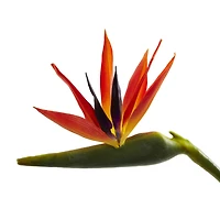 Large Artificial Bird of Paradise Stem, 4ct.