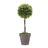 17.5" Potted Boxwood Topiary Tree