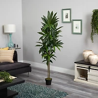 6ft. Potted Dracaena Plant