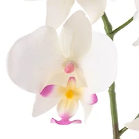 Orchid Spray by Ashland