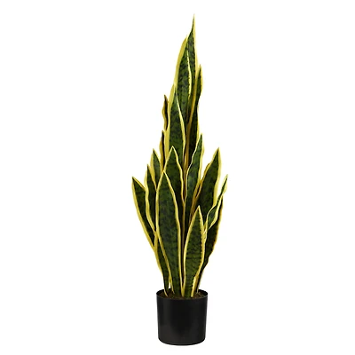 2.5ft. Potted Variegated Snake Plant