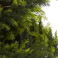 5ft. Potted Cypress Spiral Tree