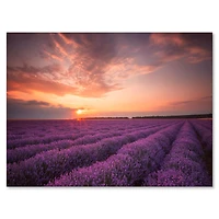 Designart - Sunrise & Dramatic Clouds Over Lavender Field XII