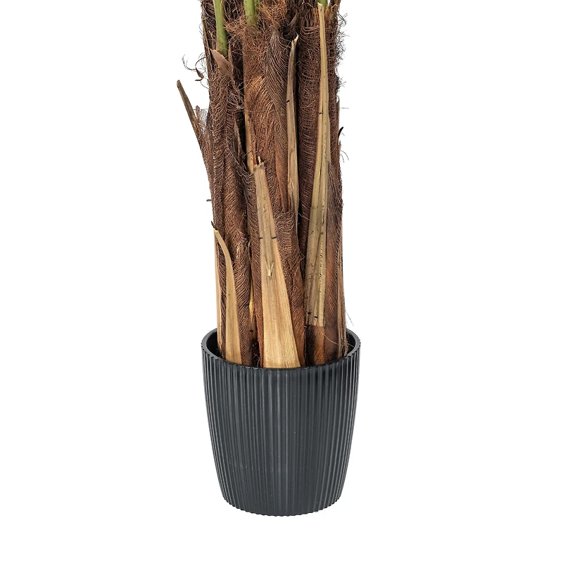 6ft. Potted Giant Areca Palm Tree