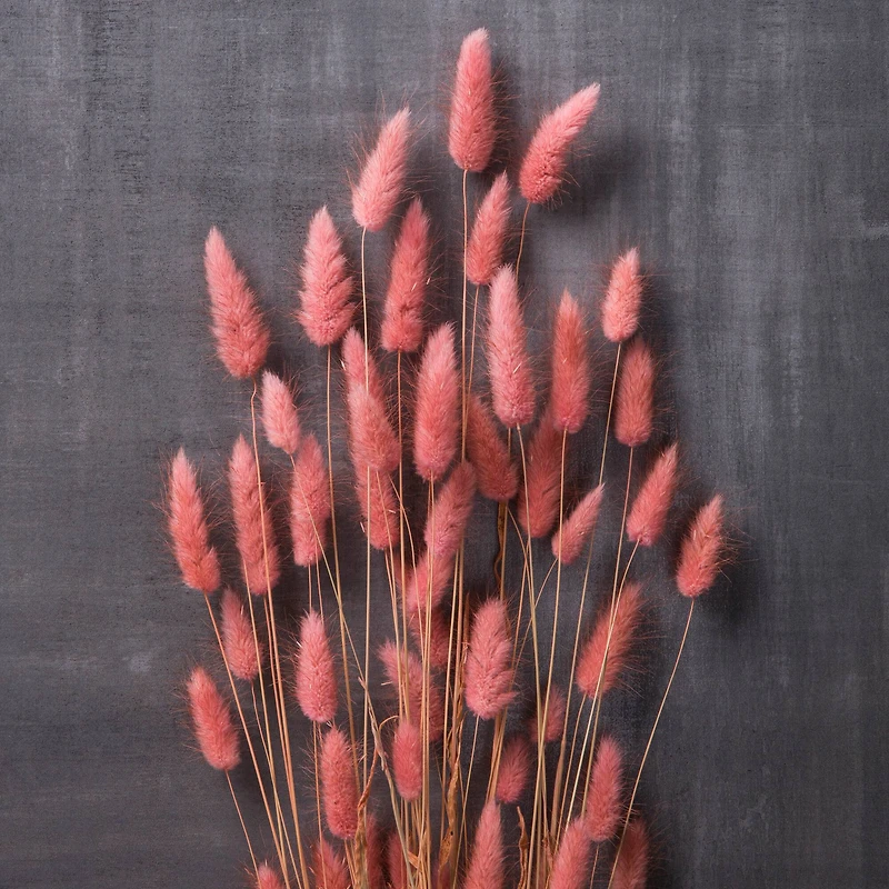 8 Pack: Mauve Lagurus Bundle by Ashland®