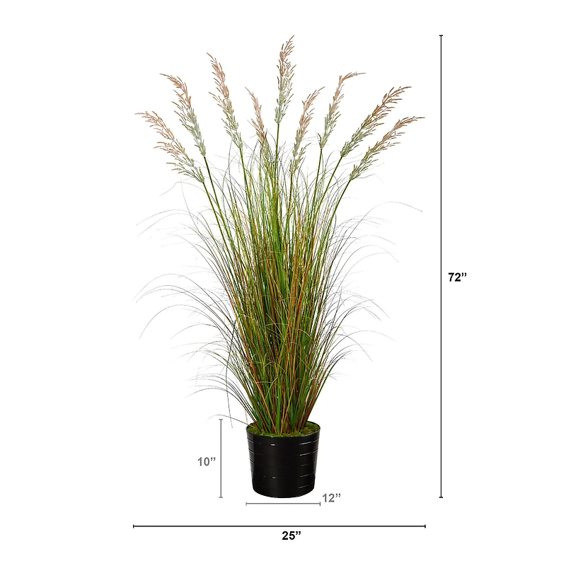 6ft. Grass Plant in Black Tin Planter