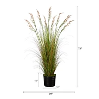 6ft. Grass Plant in Black Tin Planter