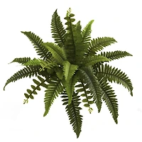Boston Fern, 6ct.