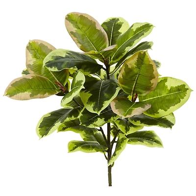 Green Rubber Leaf Plant, 3ct.